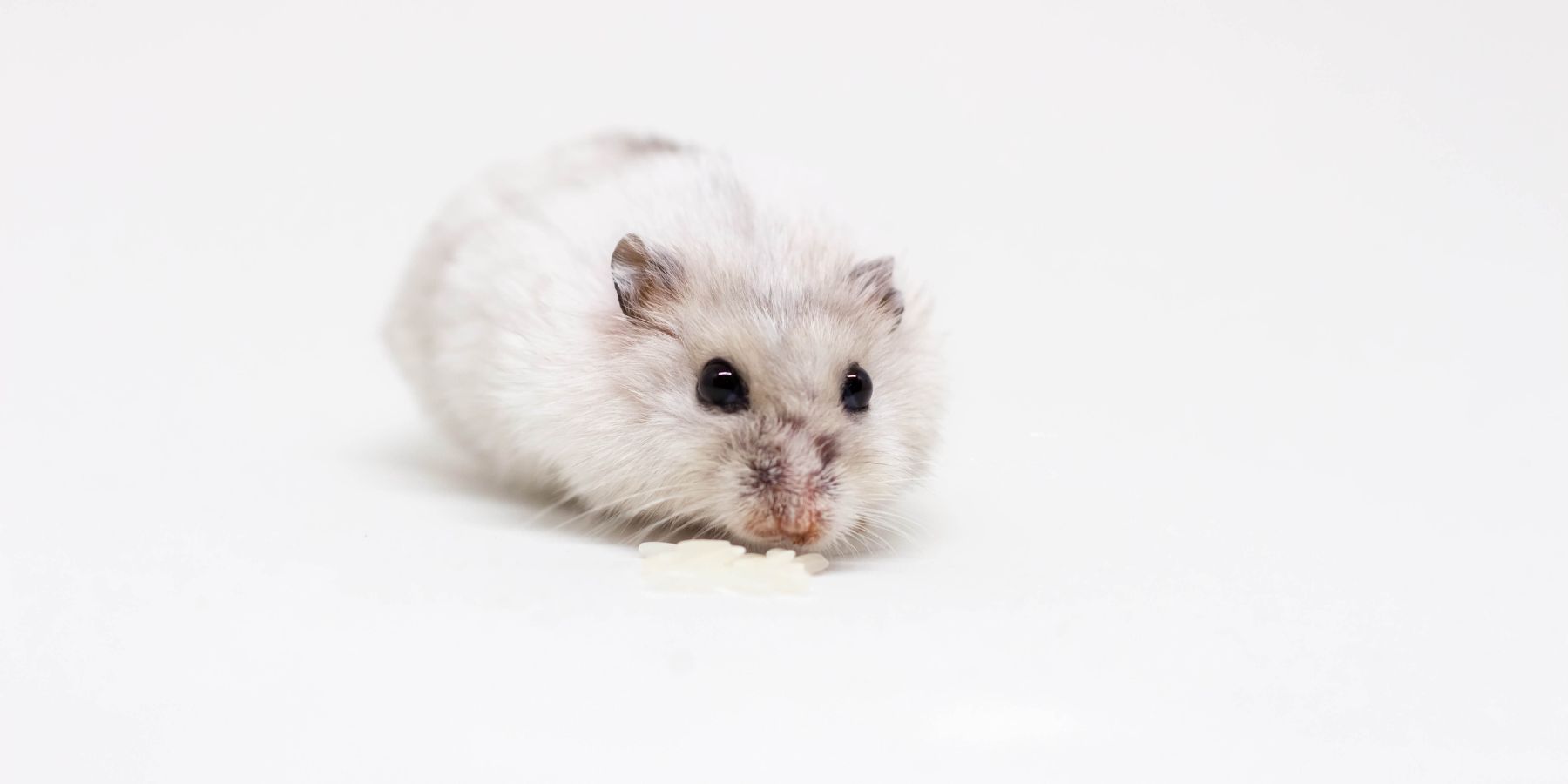 The Best Hamster Breeds for Children: A Parent’s Guide